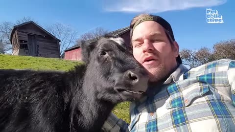 Funny animals moments