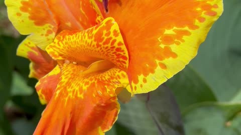 Canna Lily Cleopatra Flowers Florida Homestead