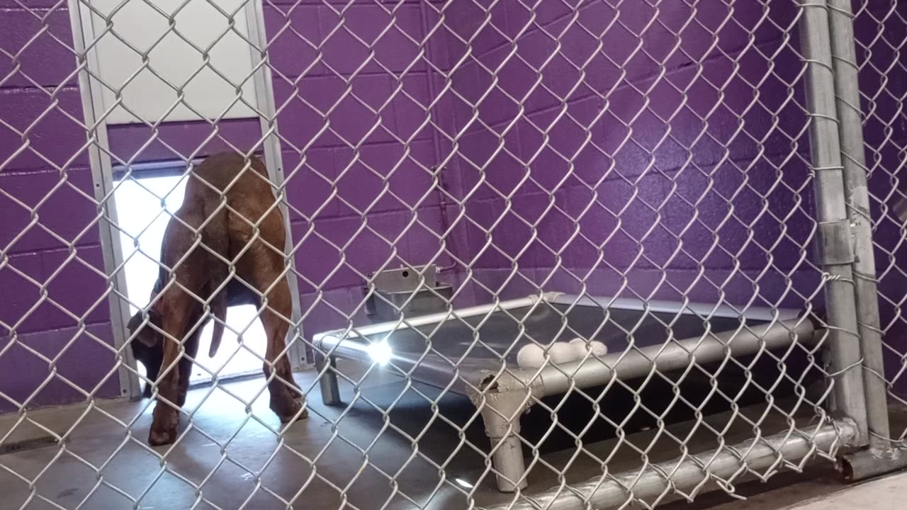 Gustavo 1y Pet Id 946475 kennel 10 HSSAZ shelter VID_20250425_171332724