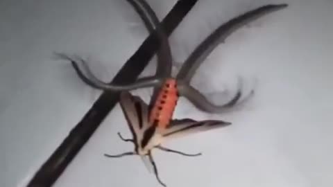 What In The Alien