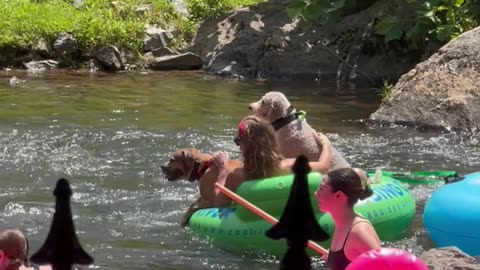 Two Pups Float Down the Chattahoochee
