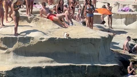 Jack Russell Pup Cools Off Diving Into Water
