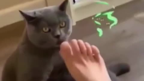 🐕 Ultimate Funny Animal Compilation 🤣 | Non-Stop Laughs Guaranteed!