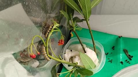 Mother Monarch update 6 2 2025