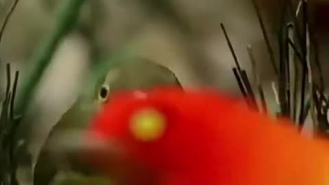 Dance of the bowerbird