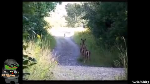 THIS VIDEO HAS BEEN ONLINE FOR QUITE SOME TIME NOW & IT’S AN ALLEGED SIGHTING OF BIGFOOT