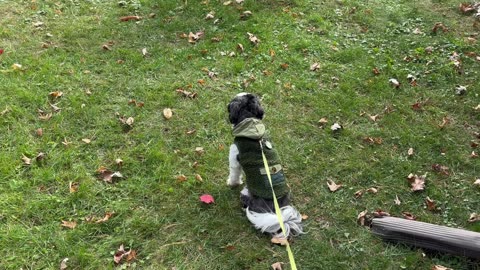 Migrating Geese stop for a snack