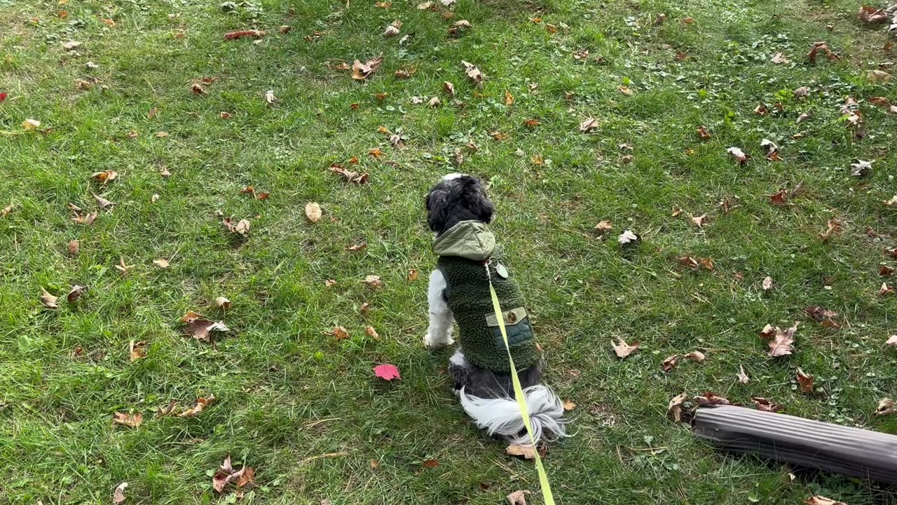 Migrating Geese stop for a snack