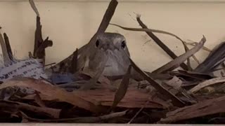 Another Nest 🪺 at Jaya #nature #bird #life