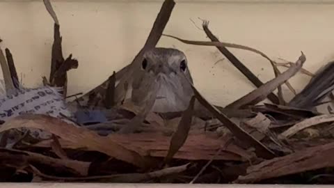 Another Nest 🪺 at Jaya #nature #bird #life