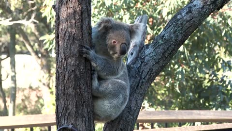 Australia approves first vaccine to save koalas from chlamydia