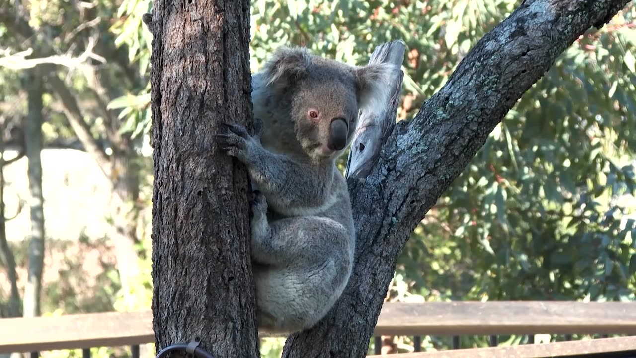 Australia approves first vaccine to save koalas from chlamydia