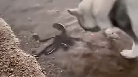 Octopus squirting water as a deterrent