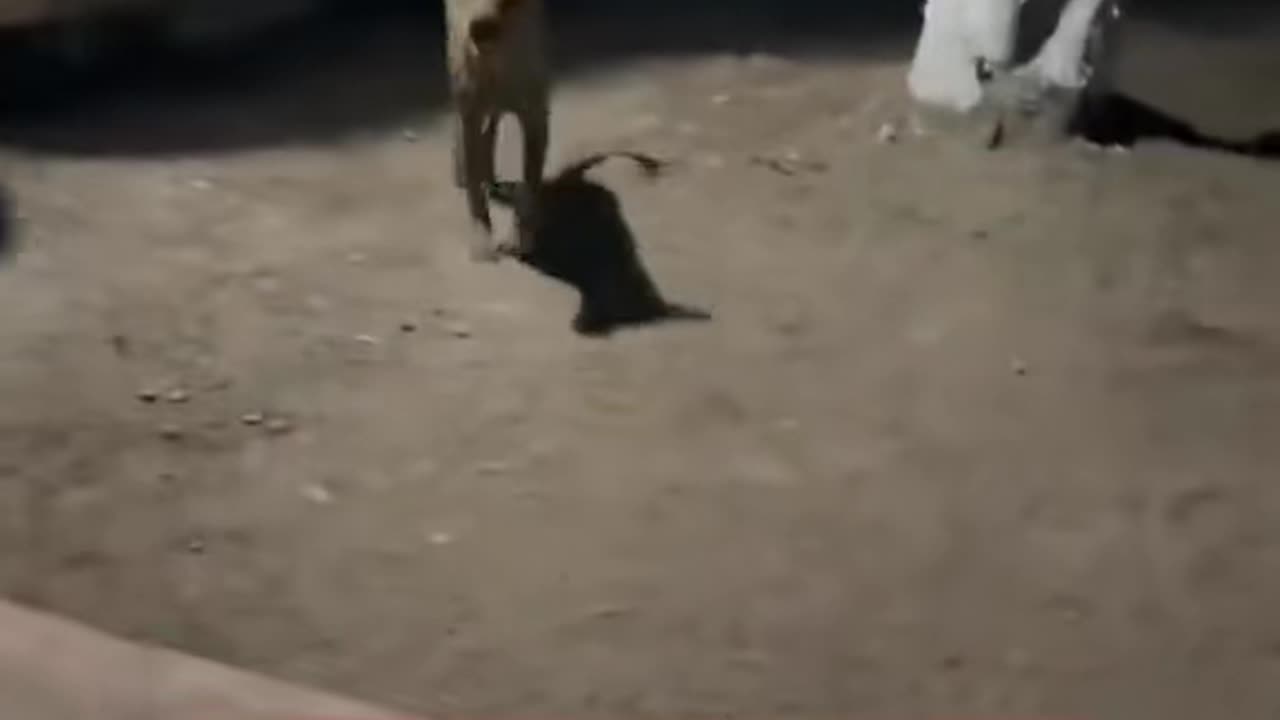 😨👻 How? Unexplained Phenomenon Caught on Camera | TheHauntingHour