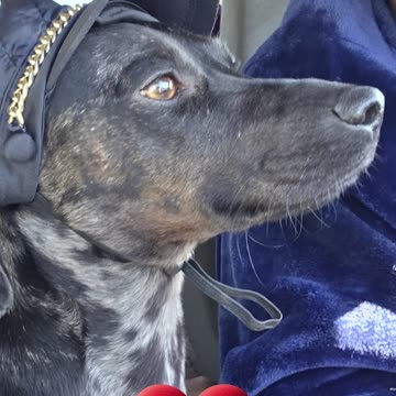 My Son Says Sweet Pia Won’t Be a Star… Prove Him Wrong! 🐶⭐ #SweetPia #FYP