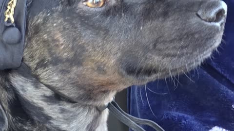 My Son Says Sweet Pia Won’t Be a Star… Prove Him Wrong! 🐶⭐ #SweetPia #FYP