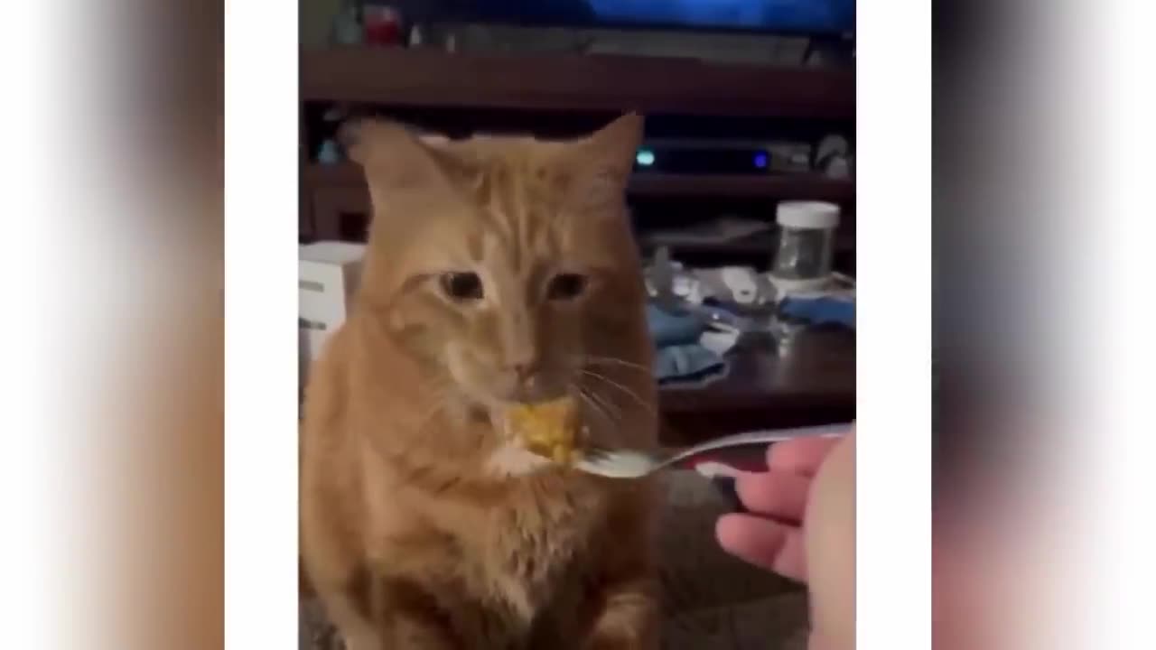 Funny memes compilation | Memestero