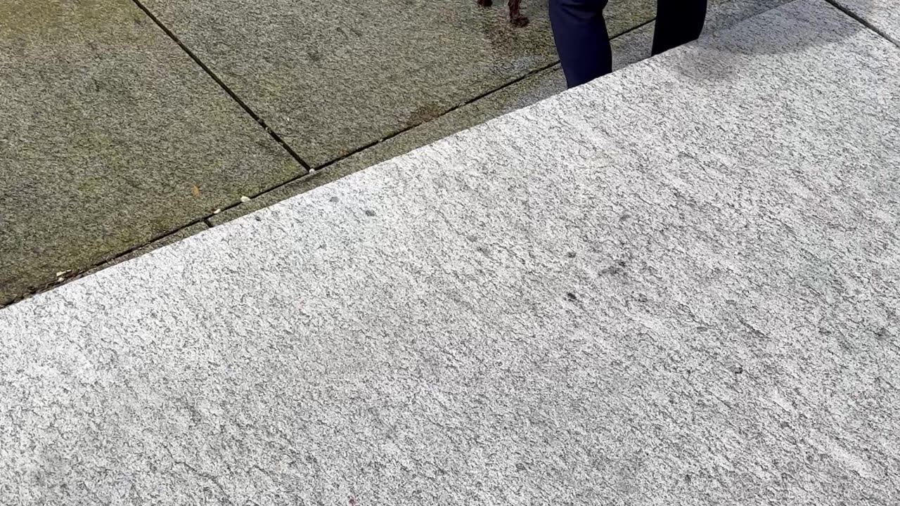 Poodle Runs Into Lake Chasing A Duck