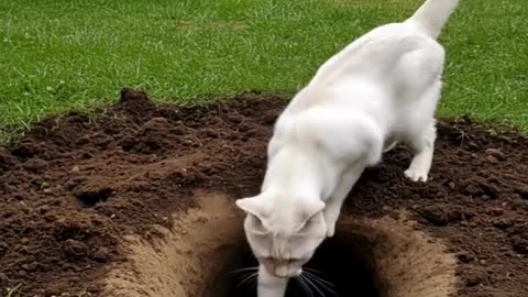 Cat video