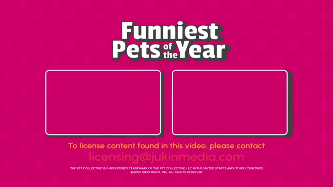 The FUNNIEST Pet Videos of the year
