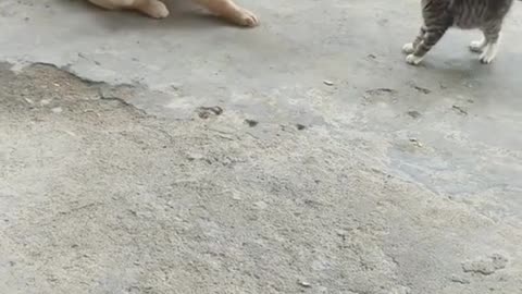 Unlikely BFFs: The Purr-fect Duo of Chaos & Cuddles