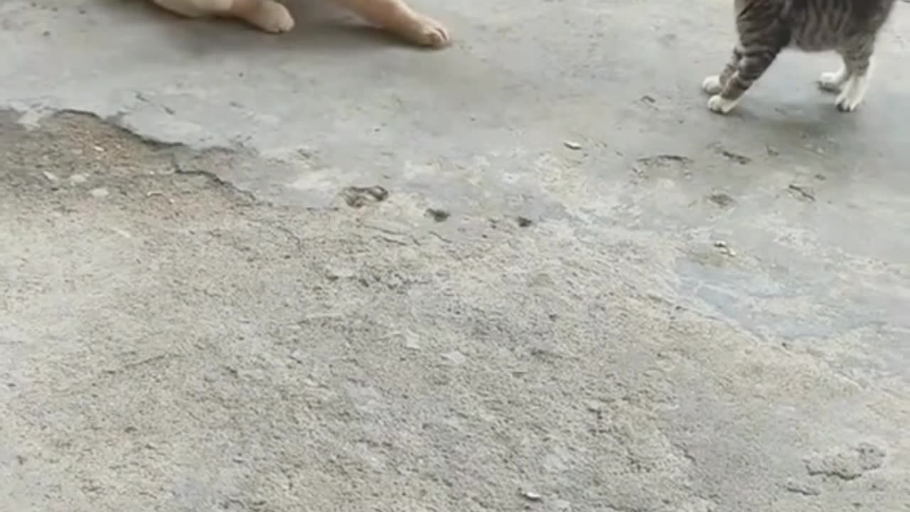 Unlikely BFFs: The Purr-fect Duo of Chaos & Cuddles