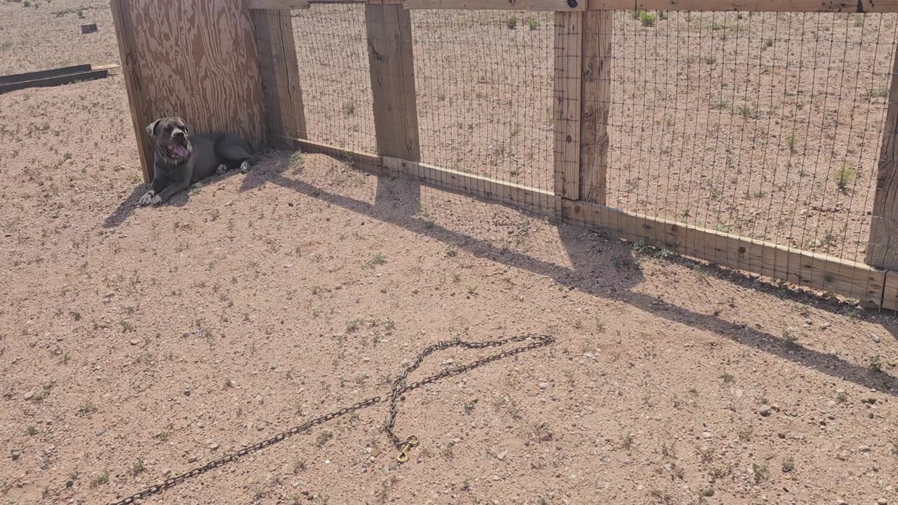 Protection dog agitation setup - making manstoppers