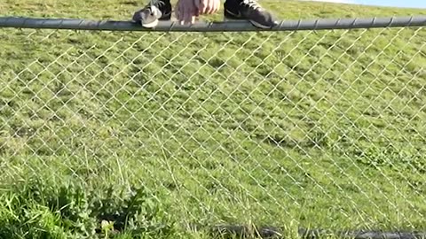 Funny animal