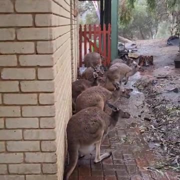 Kangaroo tales 102 | only in Australia 🇦🇺