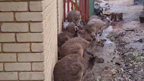 Kangaroo tales 102 | only in Australia 🇦🇺