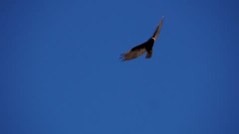 Turkey Vultures