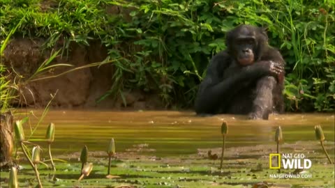 Bono Love net Discovery Wild