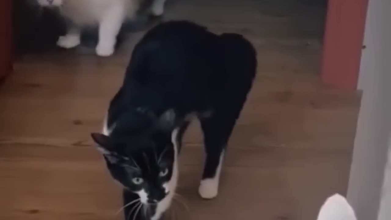 Funny Animal Videos