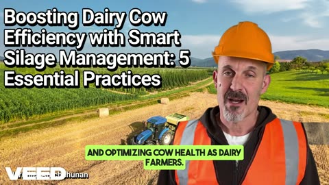 Maximize Dairy Cow Efficiency with Silage:5 Essential Practices