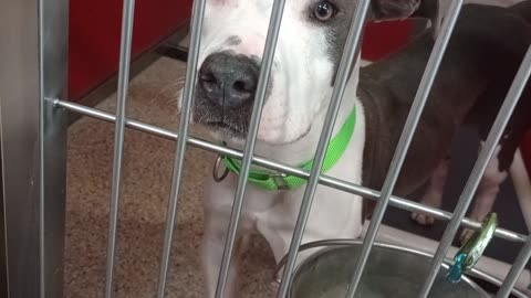 Samalee 1y A877390 kennel DogIso 56 PACC shelter 💗he's busy big guy & wants 2 be lap doggie202582444