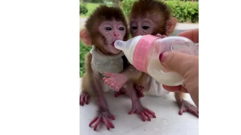 "Double the Cuteness! 🐒🥛 Two Baby Monkeys Share a Heartwarming Milk Feast!"