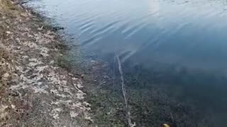 My Mojo is Off, Pond Fly Fishing #highlights from the #mobile #fishing #livestream