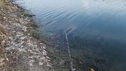 My Mojo is Off, Pond Fly Fishing #highlights from the #mobile #fishing #livestream