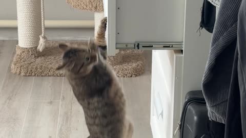 Secret Agent Kitty Plays Hide and Seek in a Dresser