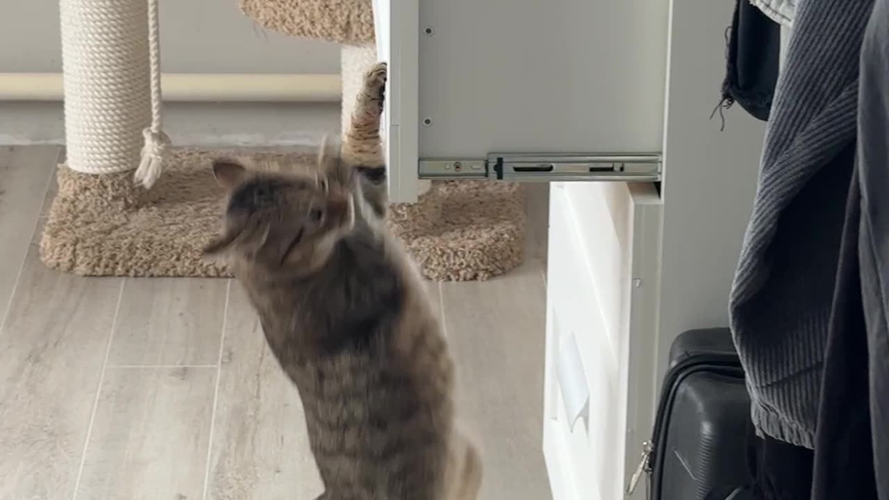 Secret Agent Kitty Plays Hide and Seek in a Dresser