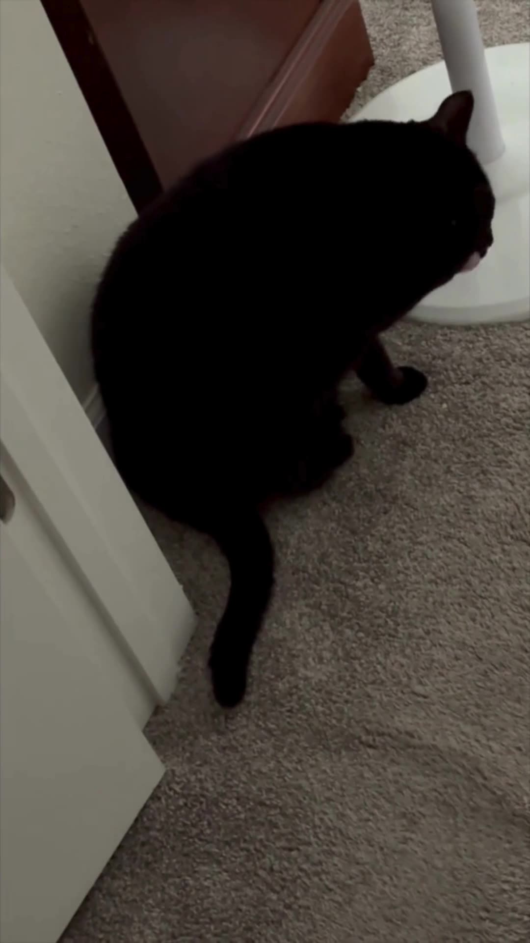 Cute Precious Piper Cares About Her Fans - My Adopted Shelter Cat Vlog #shorts