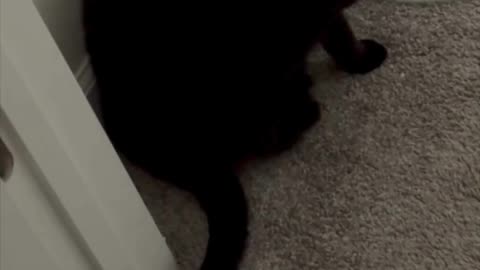 Cute Precious Piper Cares About Her Fans - My Adopted Shelter Cat Vlog #shorts