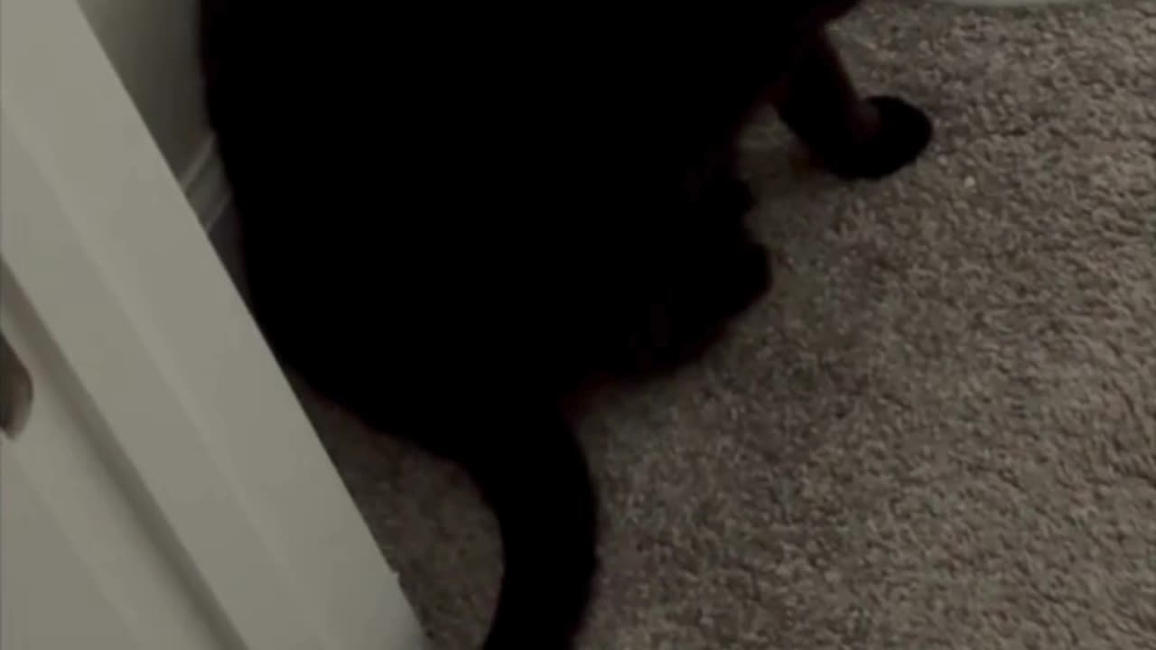 Cute Precious Piper Cares About Her Fans - My Adopted Shelter Cat Vlog #shorts