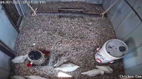 Millar Time Chicken Cam