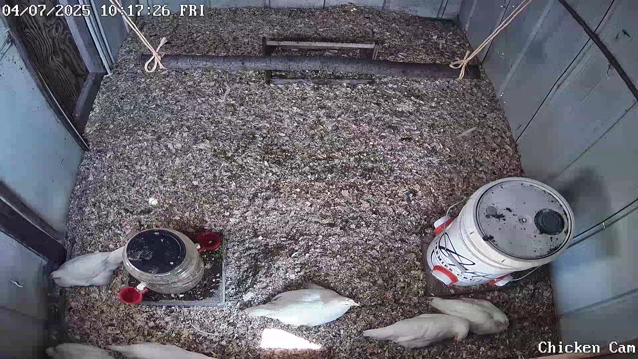 Millar Time Chicken Cam