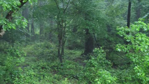 Tin roof rainstorm