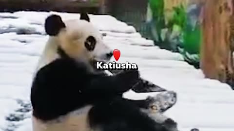 🐼 Las pandas se alegran con la nieve en el Zoológico de Moscú