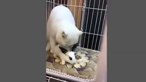 cute cat funny 1