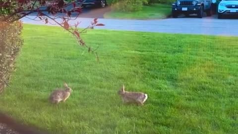 The charging rabbit lunged without knowing his opponent; he lacked the reconnaissance report!