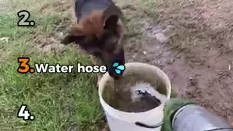 Funny dog